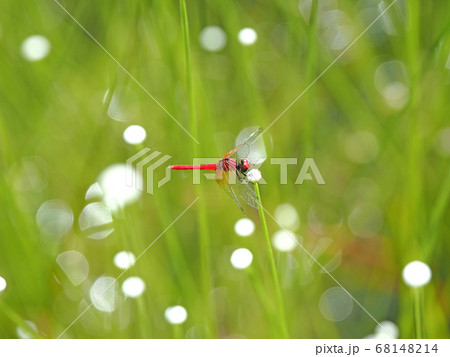 ハッチョウトンボ 68148214