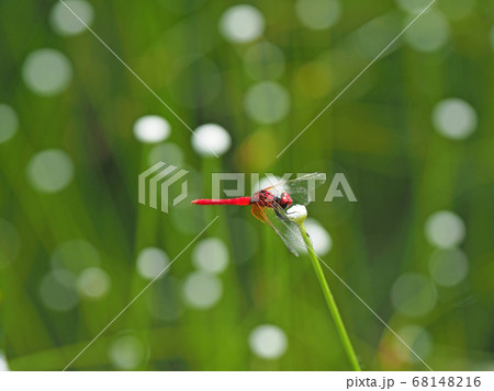 ハッチョウトンボ 68148216