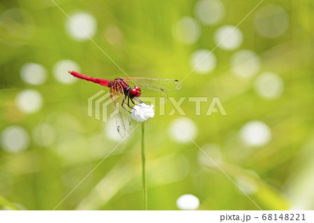 ハッチョウトンボ 68148221