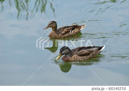山田池公園 68148258