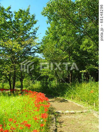 彼岸花咲く秋の21世紀の森と広場風景 68148296