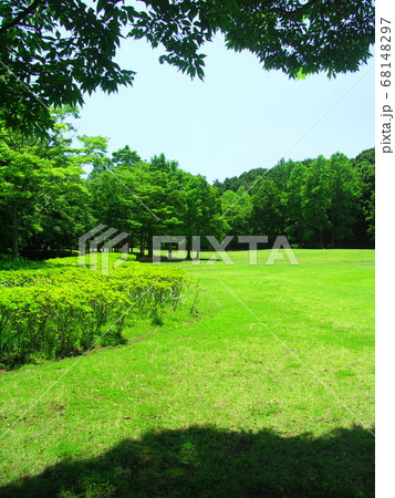 初夏の朝の草原と新緑の林風景 68148297