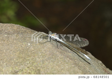 アサヒナカワトンボ アサヒナカワトンボ 68148501