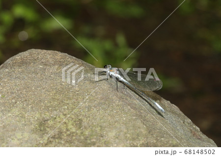 アサヒナカワトンボ 68148502