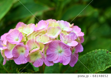 ピンクの紫陽花 68148652
