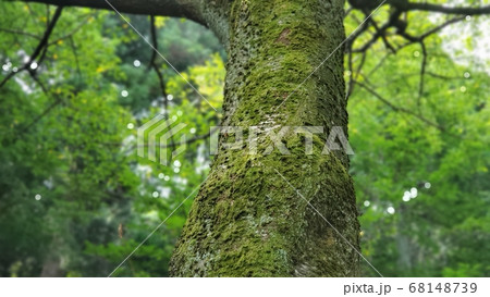 苔むした木の写真素材