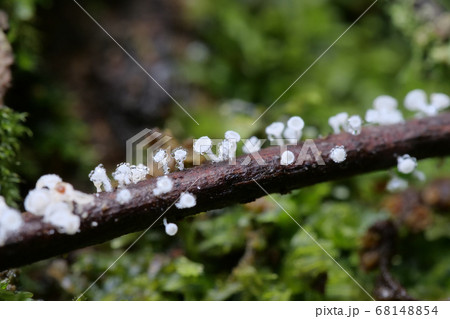 水玉を纏う雨上がりの小さなキノコ 水玉を纏う雨上がりの小さなキノコ 68148854