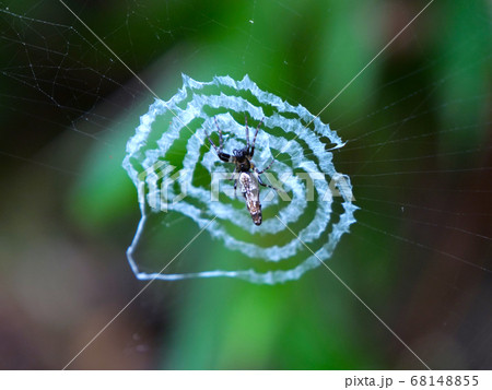 鳥の糞に擬態するギンナガゴミグモ 銀長塵蜘蛛 の写真素材