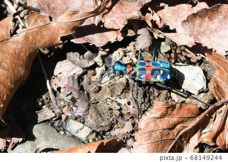 ナミハンミョウ 68149244