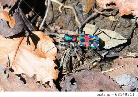 ナミハンミョウ 68149511