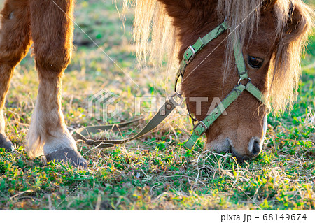 Red pony horse eating grass close up lit by sun rays Red pony horse eating grass close up lit by sun rays 68149674