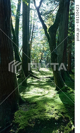 苔のトンネル 68150423