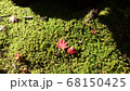 苔とモミジ 68150425
