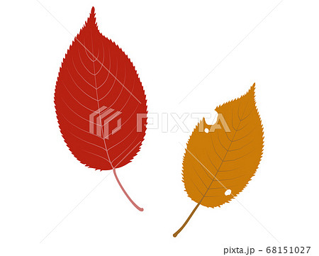 桜の落ち葉のイラストのイラスト素材