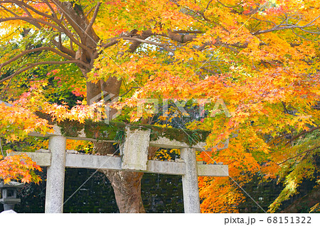 秋の昼間の紅葉もみじ写真 秋の昼間の紅葉もみじ写真 68151322