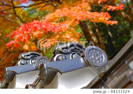 秋の昼間の紅葉もみじ写真 秋の昼間の紅葉もみじ写真 68151324