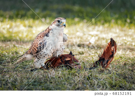 young Falcon trains for falconry with a special 68152191