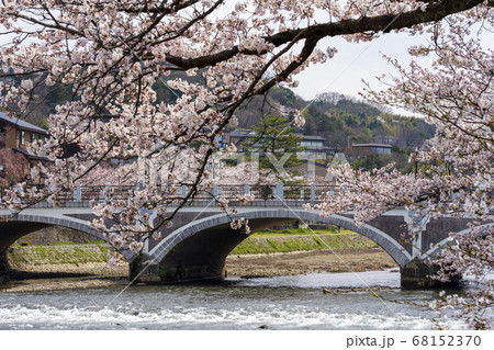 春の金沢　満開の桜と浅野川大橋 68152370