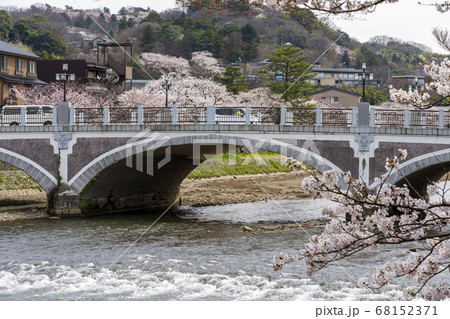 春の金沢　満開の桜と浅野川大橋 68152371