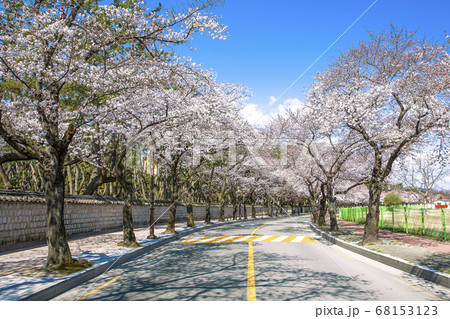 風景 桜 花道 68153123
