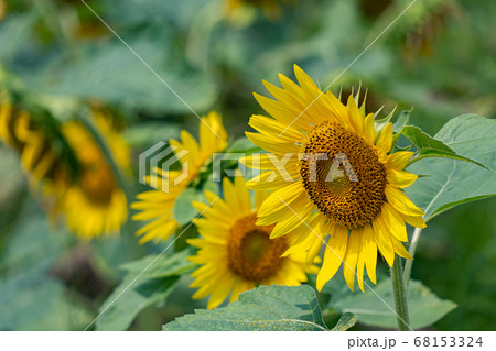 ヒマワリのクローズアップと真夏のイメージ 68153324