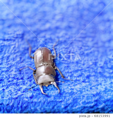 青いタオルの上でのんびりするコクワガタ1 青いタオルの上でのんびりするコクワガタ1 68153991