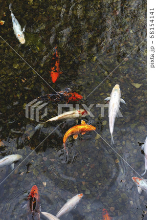 Natural neutral background - a pond with colored carps Natural neutral background - a pond with colored carps 68154141