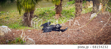 Siamang Gibbon under palm tree Siamang Gibbon under palm tree 68154232