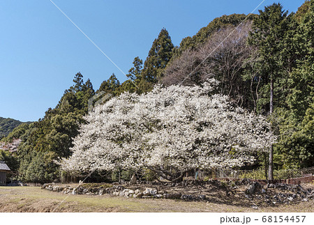 岩戸桜　オオシマザクラ　伊勢志摩の桜名所　伊勢志摩の一本桜 68154457