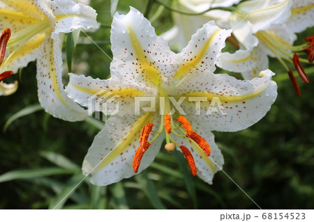 ユリの女王 白い大輪の花 ヤマユリの写真素材