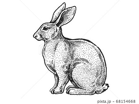 Download Rabbit, bunny. Vector farm animals. Vintage...のイラスト素材 68154668 - PIXTA
