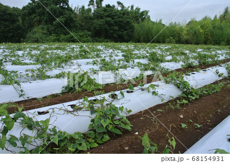 白いマルチのヤマトイモ畑 白いマルチのヤマトイモ畑 68154931
