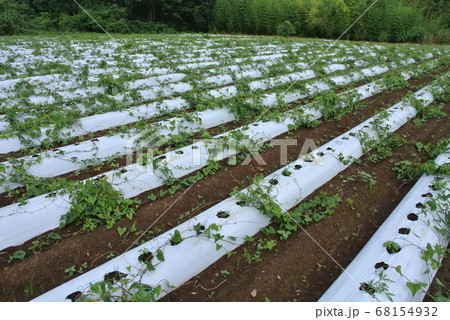 白いマルチのヤマトイモ畑 白いマルチのヤマトイモ畑 68154932