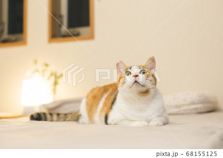 室内でくつろぐ三毛猫 室内でくつろぐ三毛猫 68155125