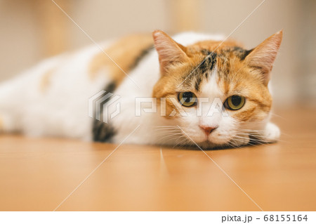 床に伏せる三毛猫の写真素材
