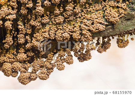 Badhamia utricularis slime mold (the Netherlands) 68155970