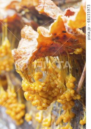 Badhamia utricularis slime mold (the Netherlands) 68155973