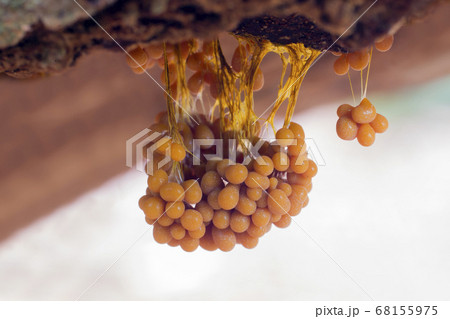 Badhamia utricularis slime mold (the Netherlands) 68155975