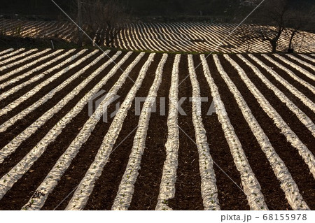 畑 農業 農作物 68155978