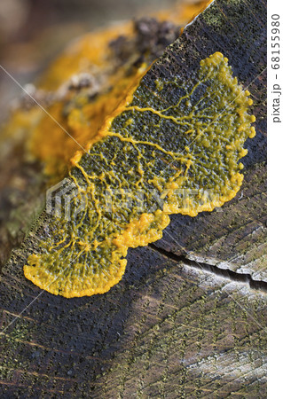 Migrating plasmodium of Badhamia utricularis slime 68155980