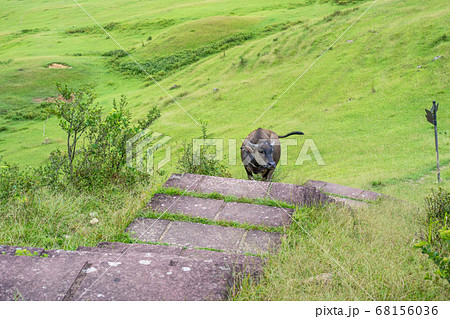 牧草地 放牧 放牧場 68156036