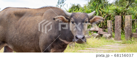 牛 動物 動物学 68156037