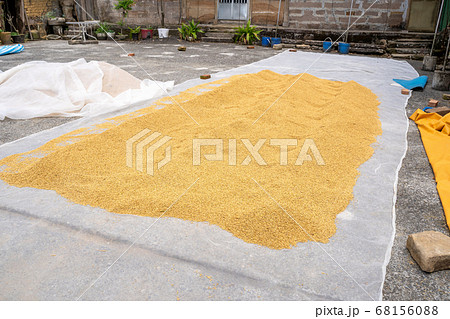 ごはん イネ 米 68156088