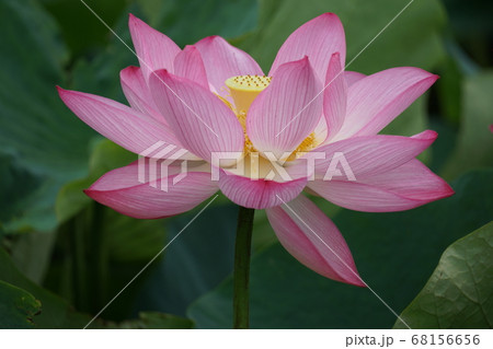 蓮の花 68156656