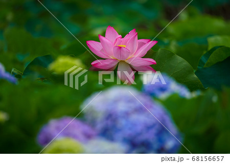 蓮の花と紫陽花 68156657