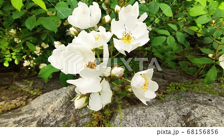 ノイバラ 花 葉 68156856