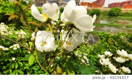 ノイバラ 春 花 68156857