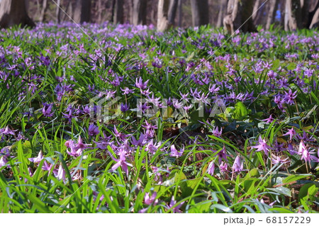 [定額] 三毳山のカタクリの群生 (Katakuri / Dogtooth violet) 68157229