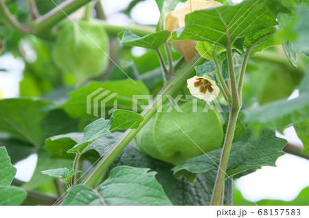 食用ほおずきの花と実 68157583