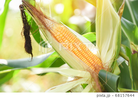 Ripe corn cob on tree wait for harvest in corn 68157644